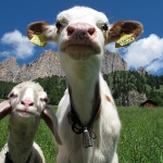 Neugierde - Juli 2012