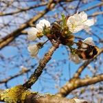 Frühlingserwachen - März 2021