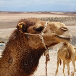 Yamaha Tenere700 Marokko - 06