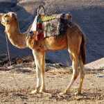 Yamaha Tenere700 Marokko - 30