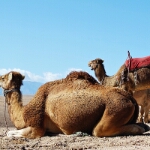 Yamaha Tenere700 Marokko - 48