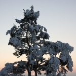 IMG 0349a