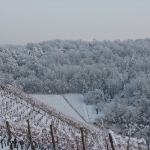 IMG 0384a