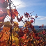 Novemberwanderung 2015 - 01