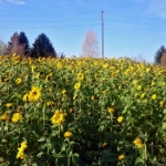 Novemberwanderung 2015 - 04