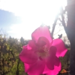 Novemberwanderung 2015 - 07