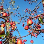 Novemberwanderung 2015 - 12