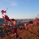 Novemberwanderung 2015 - 13