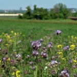 Wanderung zum Landungssteg Fellbach - 01