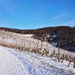 Kappelberg Rotenberg - 20