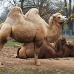 Wilhelma Camel 2021 - 13