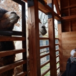 Wilhelma Camel 2021 - 15
