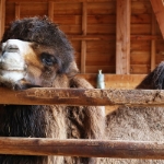 Wilhelma Camel 2021 - 18