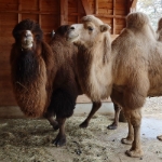 Camel Begegnung in der Wilhelma