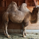 Wilhelma Camel 2021 - 20