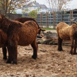 Wilhelma Camel 2021 - 28