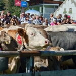 Viehscheid Oberstdorf 2026 - 16