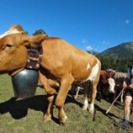 Viehscheid Oberstdorf 2026 - 19