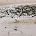 Sylt 2017 - 039