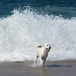 Sylt 2017 - 239