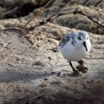 Sylt 2017 - 279