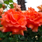 Gardasee Mai 2018 - 024