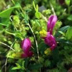 Gardasee Mai 2018 - 049