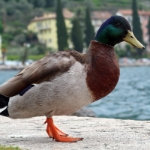 Gardasee Mai 2018 - 118