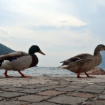 Gardasee Mai 2018 - 119