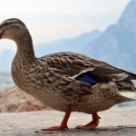 Gardasee Mai 2018 - 120