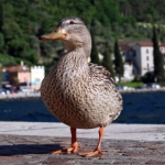 Gardasee Mai 2018 - 201