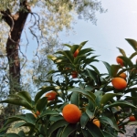 Gardasee Mai 2018 - 252