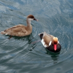 Gardasee Mai 2018 - 255