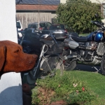 Oetztal Tour Triumph Scrambler xe - 55